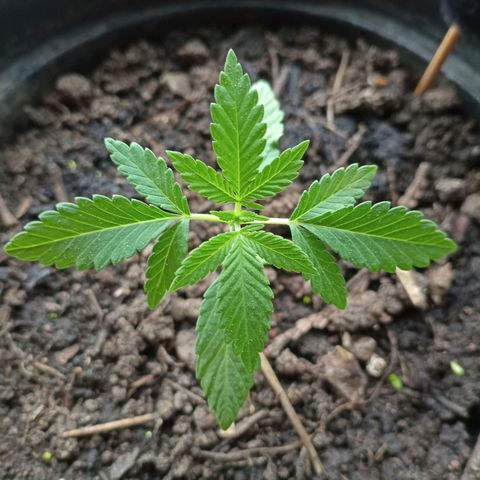 Blue Gelato 41 growlog timeline photo