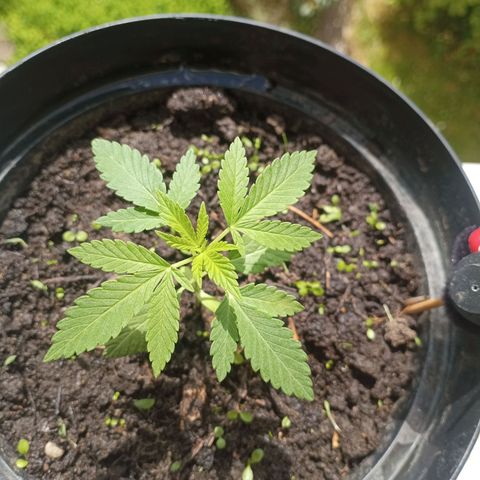 Blue Gelato 41 growlog timeline photo