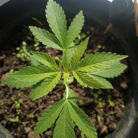 Blue Gelato 41 growlog timeline photo