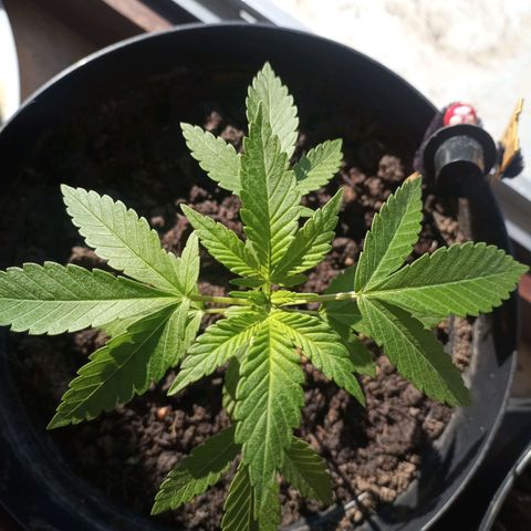 Blue Gelato 41 growlog timeline photo
