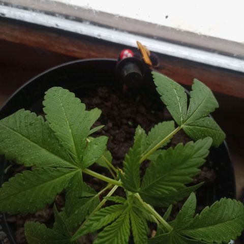 Blue Gelato 41 growlog timeline photo