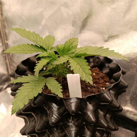 Tangerine Sugar growlog timeline photo