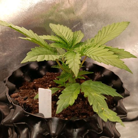Tangerine Sugar growlog timeline photo