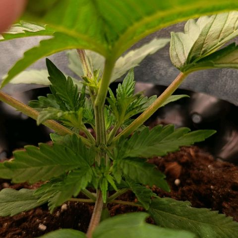 Tangerine Sugar growlog photo: Puntas ya saliendo