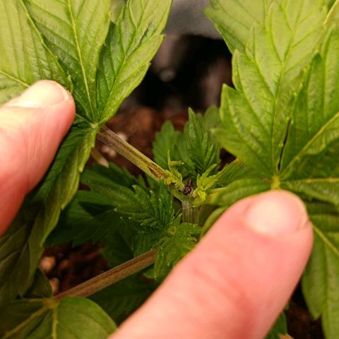 Tangerine Sugar growlog photo: Puntas ya saliendo