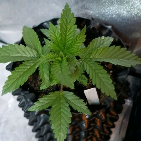 Tangerine Sugar growlog timeline photo