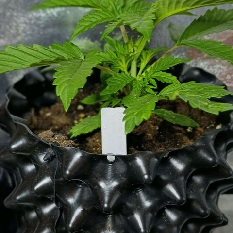 Tangerine Sugar growlog timeline photo