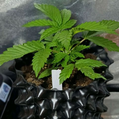 Tangerine Sugar growlog timeline photo