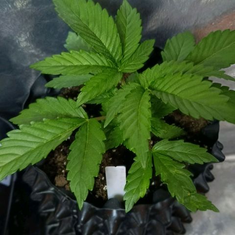Tangerine Sugar growlog timeline photo