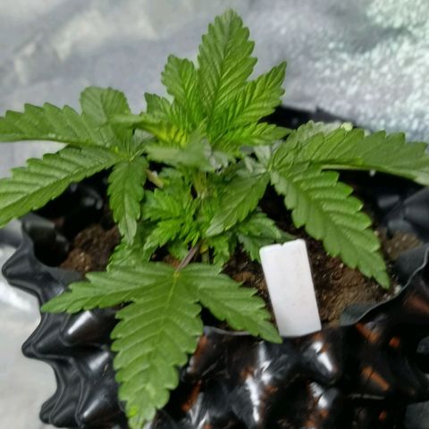 Tangerine Sugar growlog timeline photo