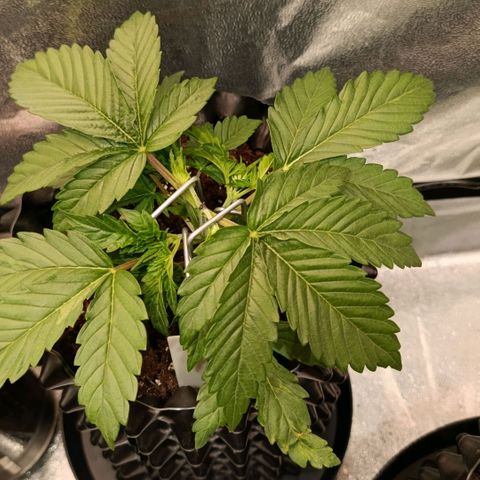 Tangerine Sugar growlog timeline photo