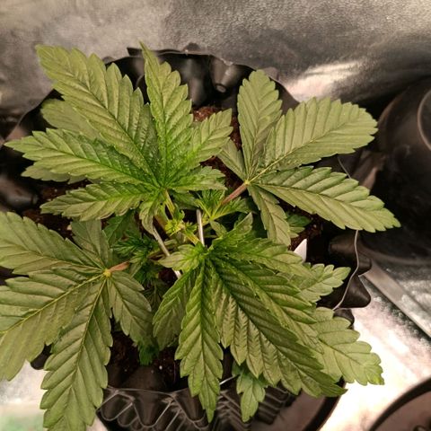 Tangerine Sugar growlog timeline photo