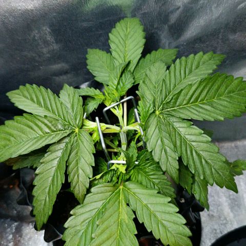 Tangerine Sugar growlog photo: Ajuste LST