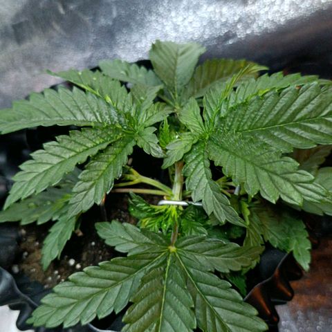 Tangerine Sugar growlog photo: Ajuste LST