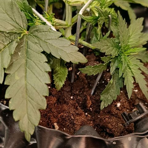 Tangerine Sugar growlog timeline photo
