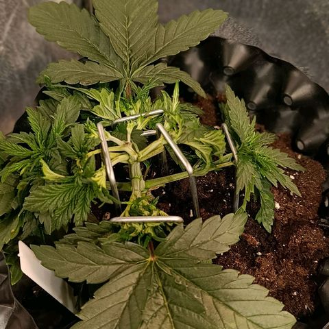 Tangerine Sugar growlog timeline photo