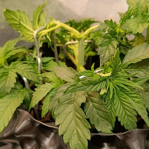 Tangerine Sugar growlog timeline photo