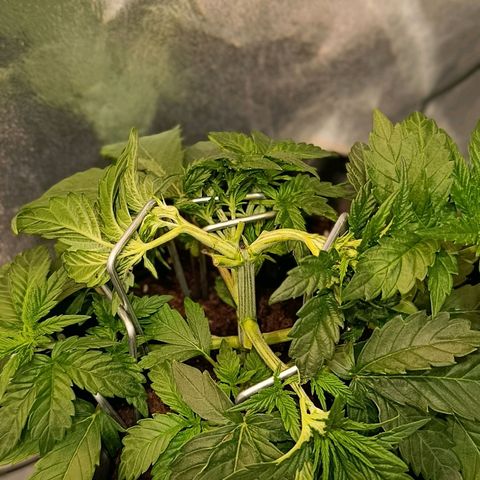 Tangerine Sugar growlog timeline photo