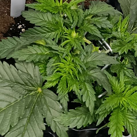 Tangerine Sugar growlog timeline photo