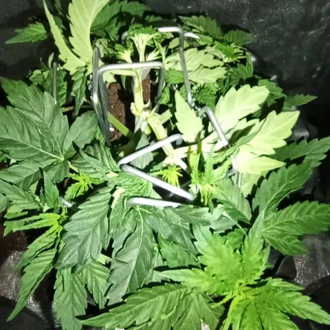 Tangerine Sugar growlog timeline photo