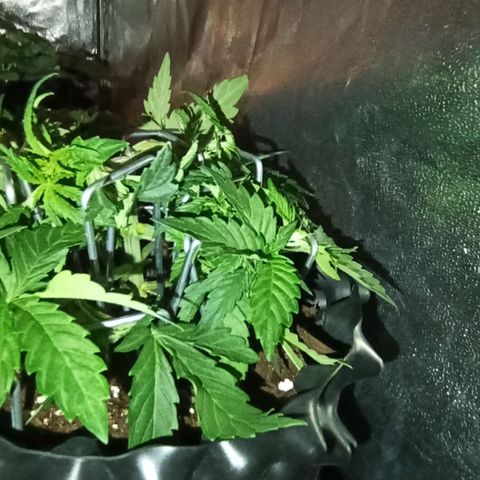 Tangerine Sugar growlog timeline photo