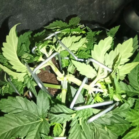 Tangerine Sugar growlog timeline photo