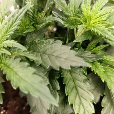 Tangerine Sugar growlog photo: Tangerine sugar 1
Tangerine sugar 2