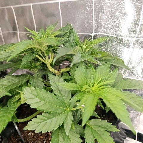 Tangerine Sugar growlog timeline photo