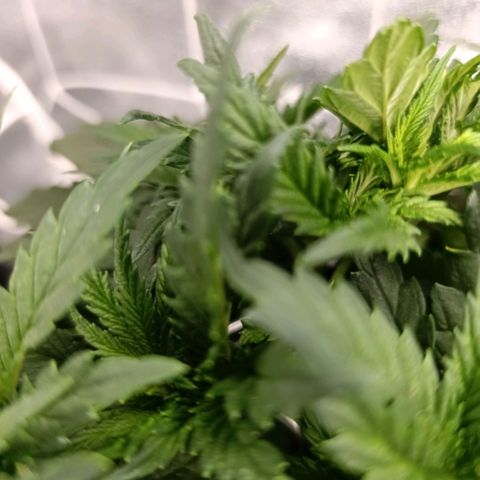 Tangerine Sugar growlog photo: Tangerine sugar 1
Tangerine sugar 2