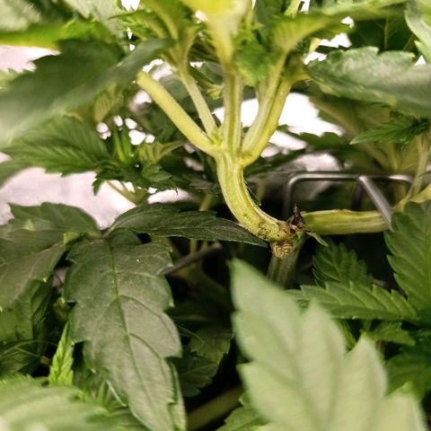 Tangerine Sugar growlog timeline photo
