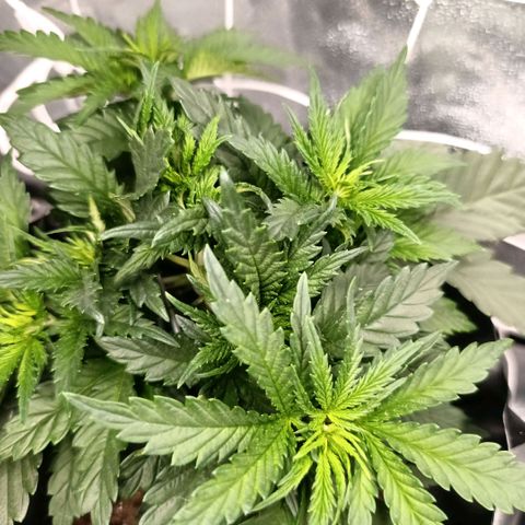Tangerine Sugar growlog photo: Tangerine sugar 1
Tangerine sugar 2