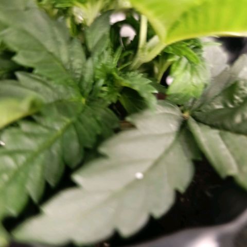 Tangerine Sugar growlog photo: Tangerine sugar 1
Tangerine sugar 2