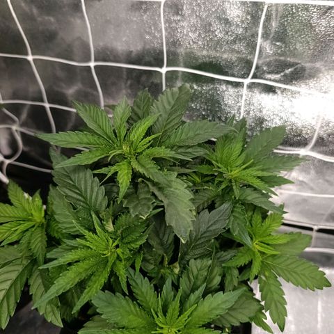 Tangerine Sugar growlog timeline photo