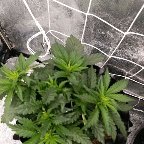 Tangerine Sugar growlog photo: Tangerine sugar 1
Tangerine sugar 2