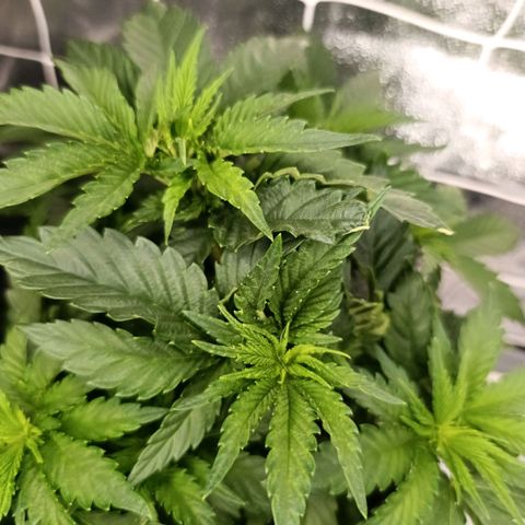 Tangerine Sugar growlog timeline photo