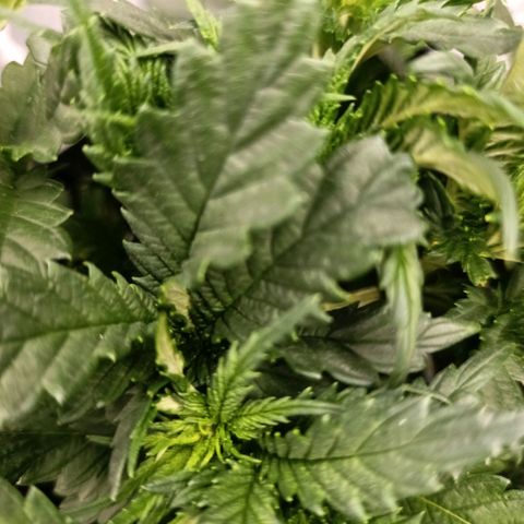 Tangerine Sugar growlog photo: Tangerine sugar 1
Tangerine sugar 2