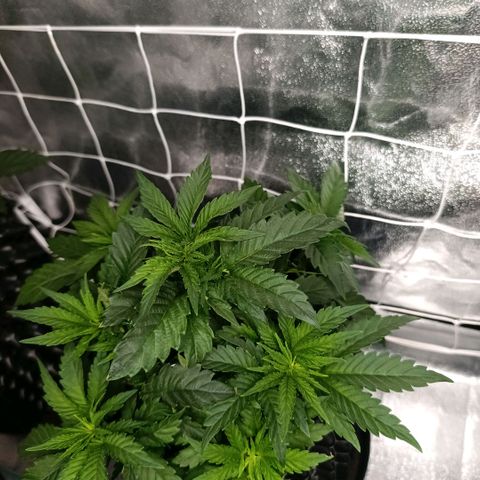 Tangerine Sugar growlog timeline photo