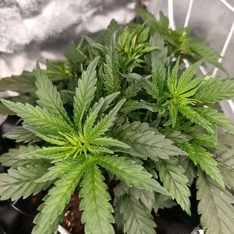 Tangerine Sugar growlog photo: Tangerine sugar 1
Tangerine sugar 2
