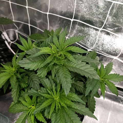 Tangerine Sugar growlog timeline photo