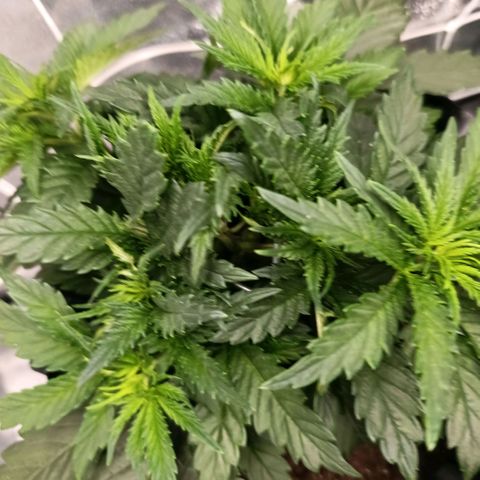 Tangerine Sugar growlog photo: Tangerine sugar 1
Tangerine sugar 2