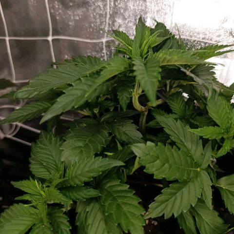 Tangerine Sugar growlog timeline photo