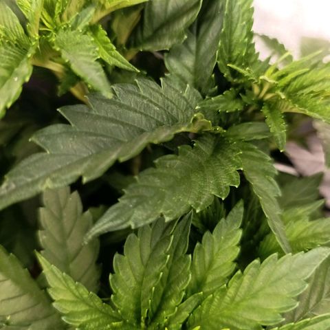 Tangerine Sugar growlog timeline photo