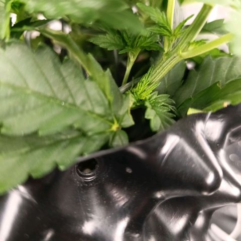 Tangerine Sugar growlog photo: Tangerine sugar 1
Tangerine sugar 2