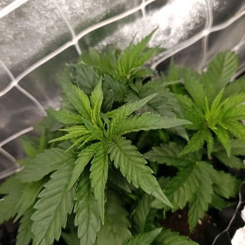 Tangerine Sugar growlog timeline photo