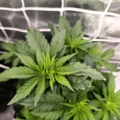 Tangerine Sugar growlog timeline photo