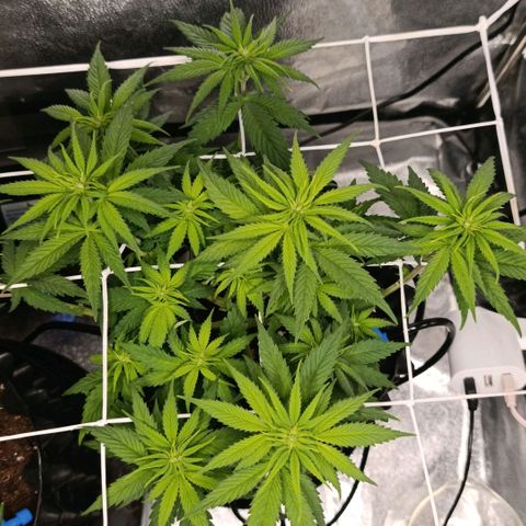 Tangerine Sugar growlog timeline photo
