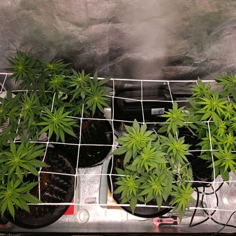 Tangerine Sugar growlog timeline photo