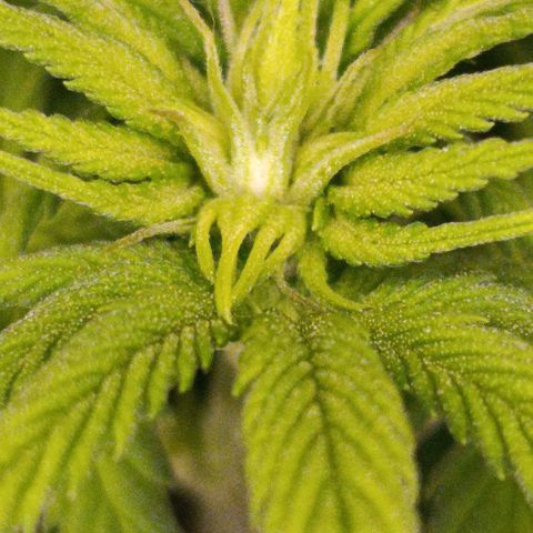 Tangerine Sugar growlog timeline photo