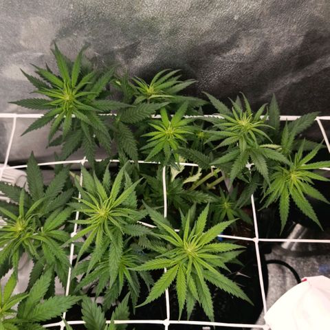 Tangerine Sugar growlog timeline photo