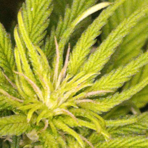 Tangerine Sugar growlog timeline photo